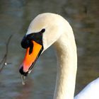 fauchender Schwan