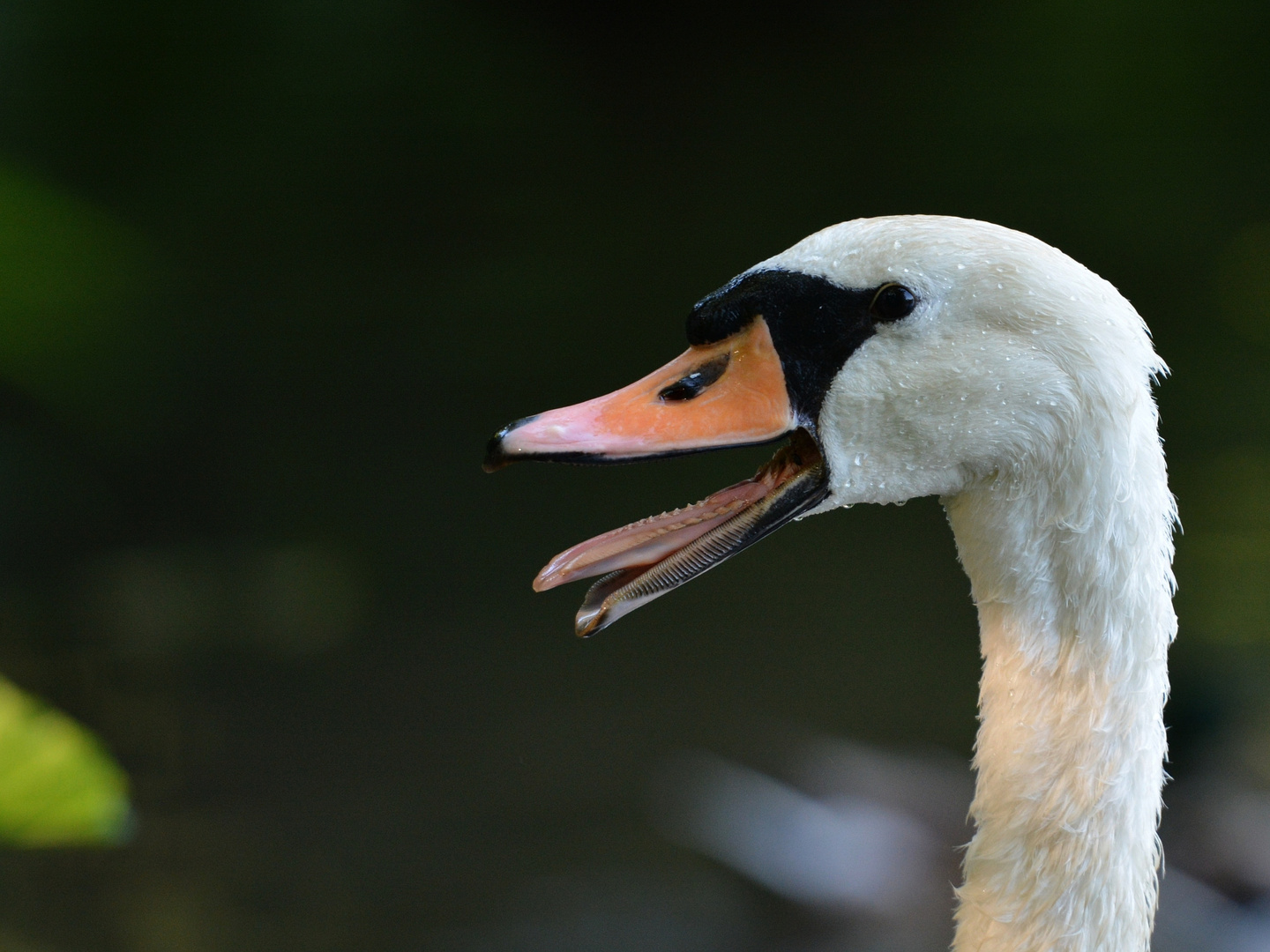 Fauchender Schwan