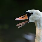 Fauchender Schwan