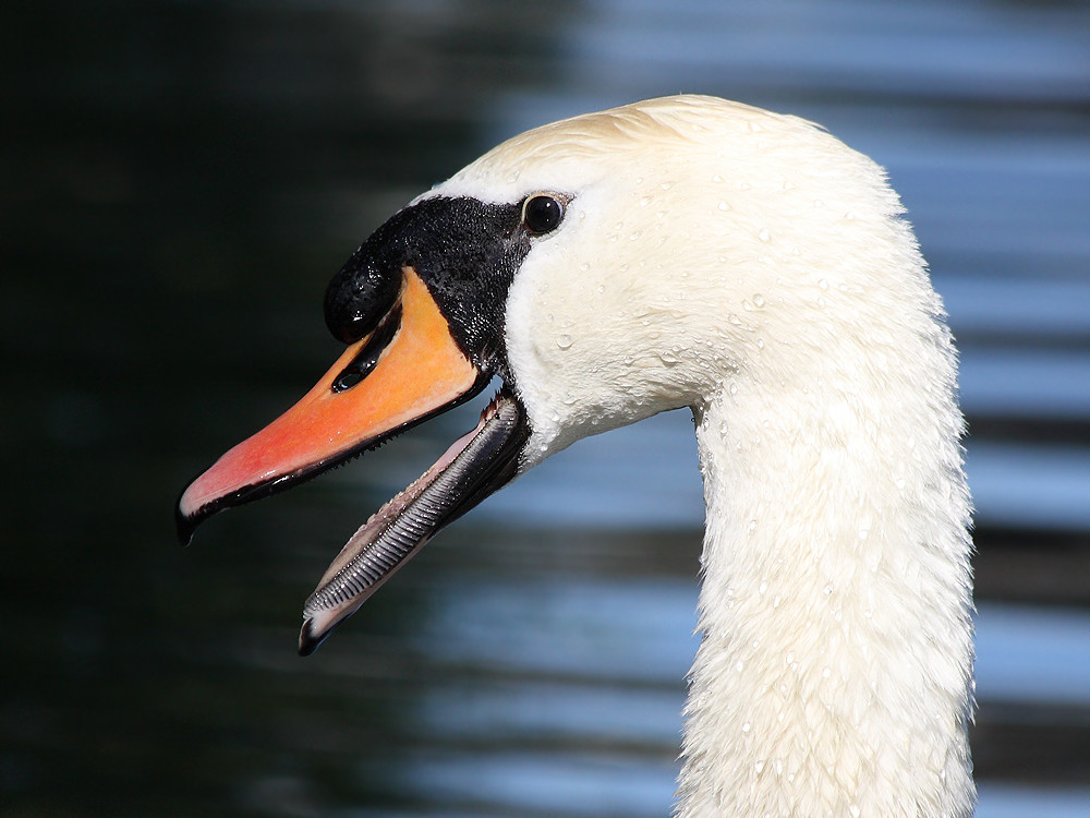 Fauchender Schwan