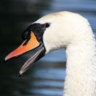 Fauchender Schwan