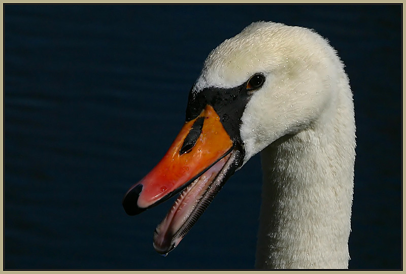 fauchender Schwan