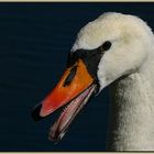 fauchender Schwan