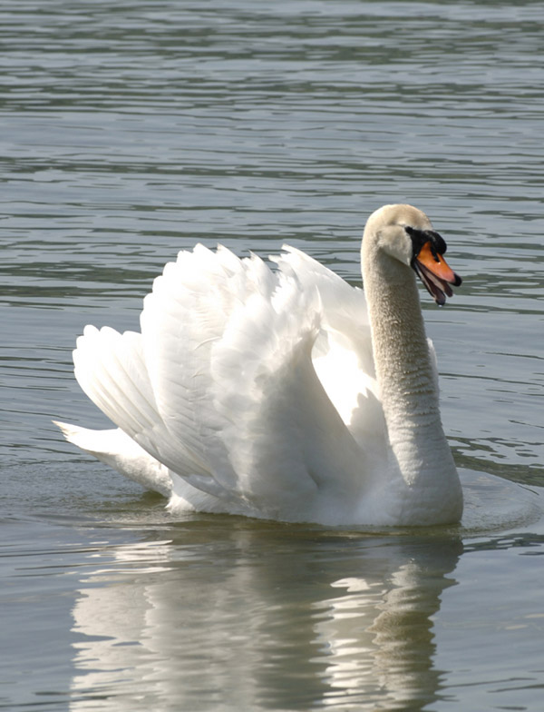 Fauchender Schwan