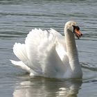 Fauchender Schwan