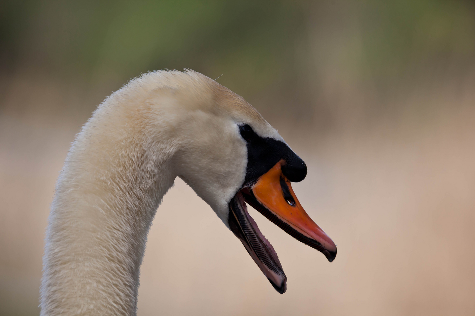 Fauchender Schwan