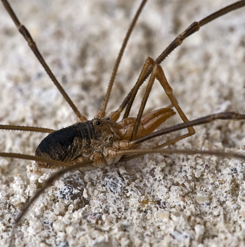 Faucheux (Phalangium opilio)