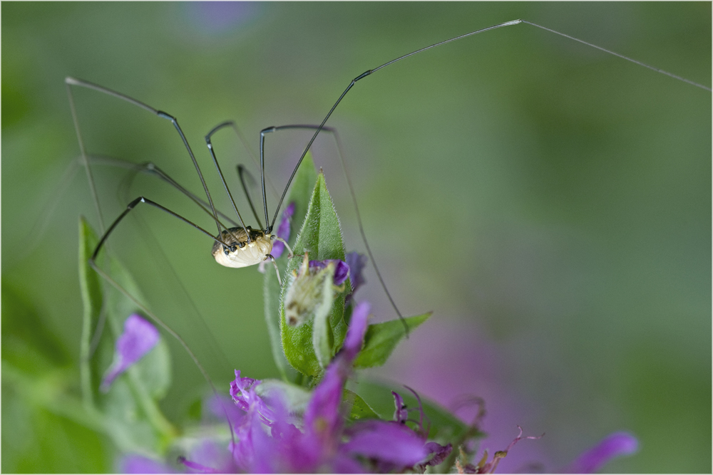 Faucheux sur salicaire