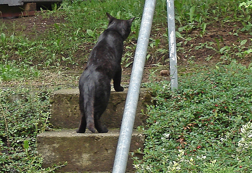 Fauchi auf der Treppe