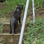 Fauchi auf der Treppe