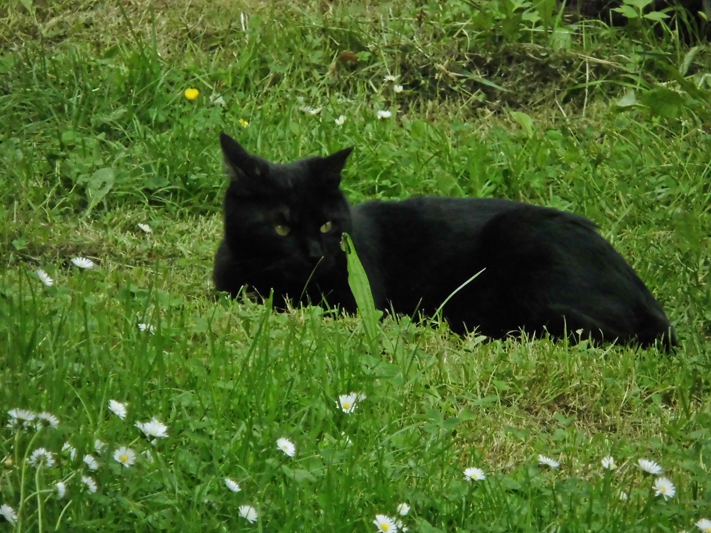 Fauchi auf der Wiese