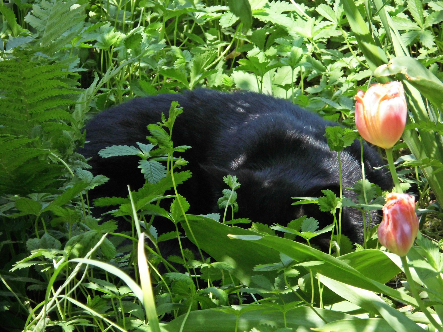 Fauchi versteckt sich im Gras