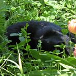 Fauchi versteckt sich im Gras