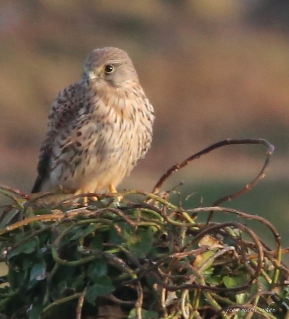 Faucon crécerelle