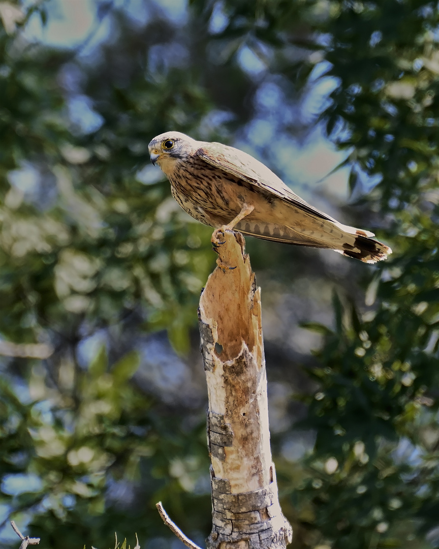 Faucon Crécerelle à Vaugrenier