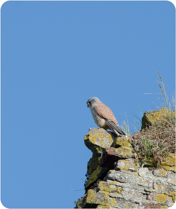 Faucon crécerelle