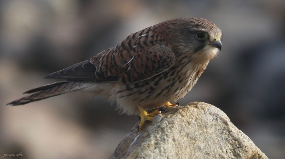 Faucon crécerelle (femelle)