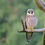 Faucon hobereau après la pluie