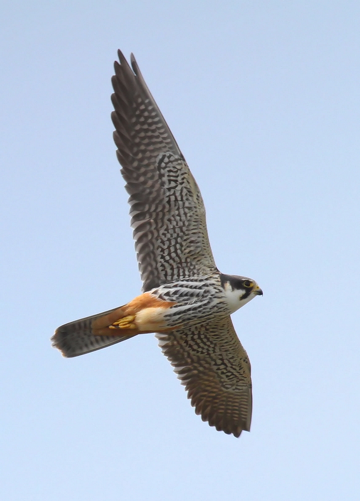 Faucon Hobereau (Falco subbuteo)