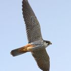 Faucon Hobereau (Falco subbuteo)