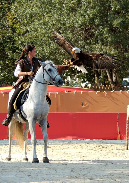 fauconnerie equestre