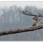 Faucons crécerelle s’accouplant