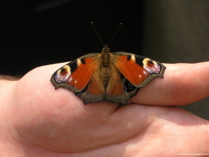 Fauenauge Schmetterling