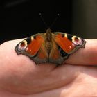 Fauenauge Schmetterling