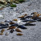 Faul am Strand liegen