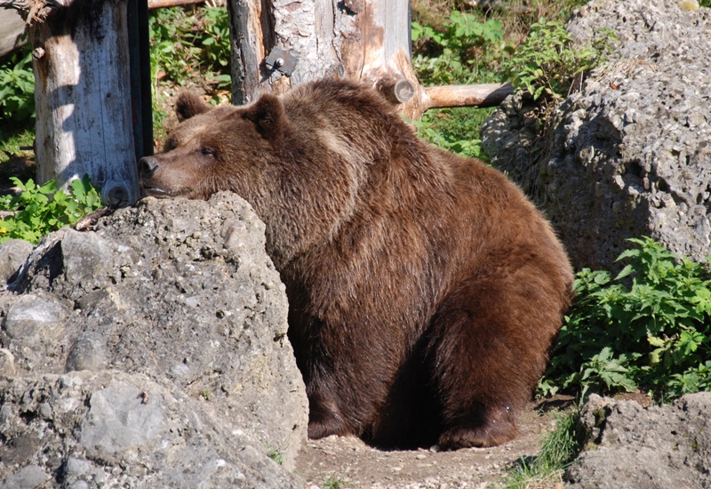 Faul Bär Foto & Bild tiere, zoo, wildpark & falknerei, säugetiere
