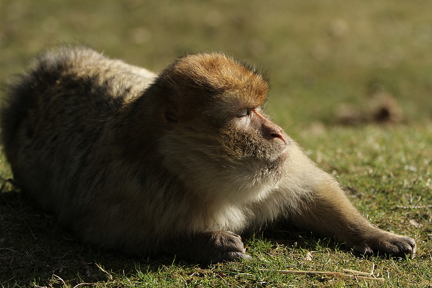 faul in der Sonne liegen