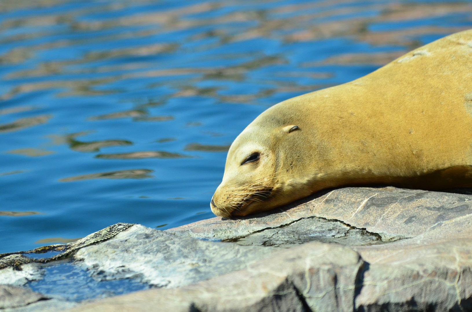 Faul in der Sonne liegen