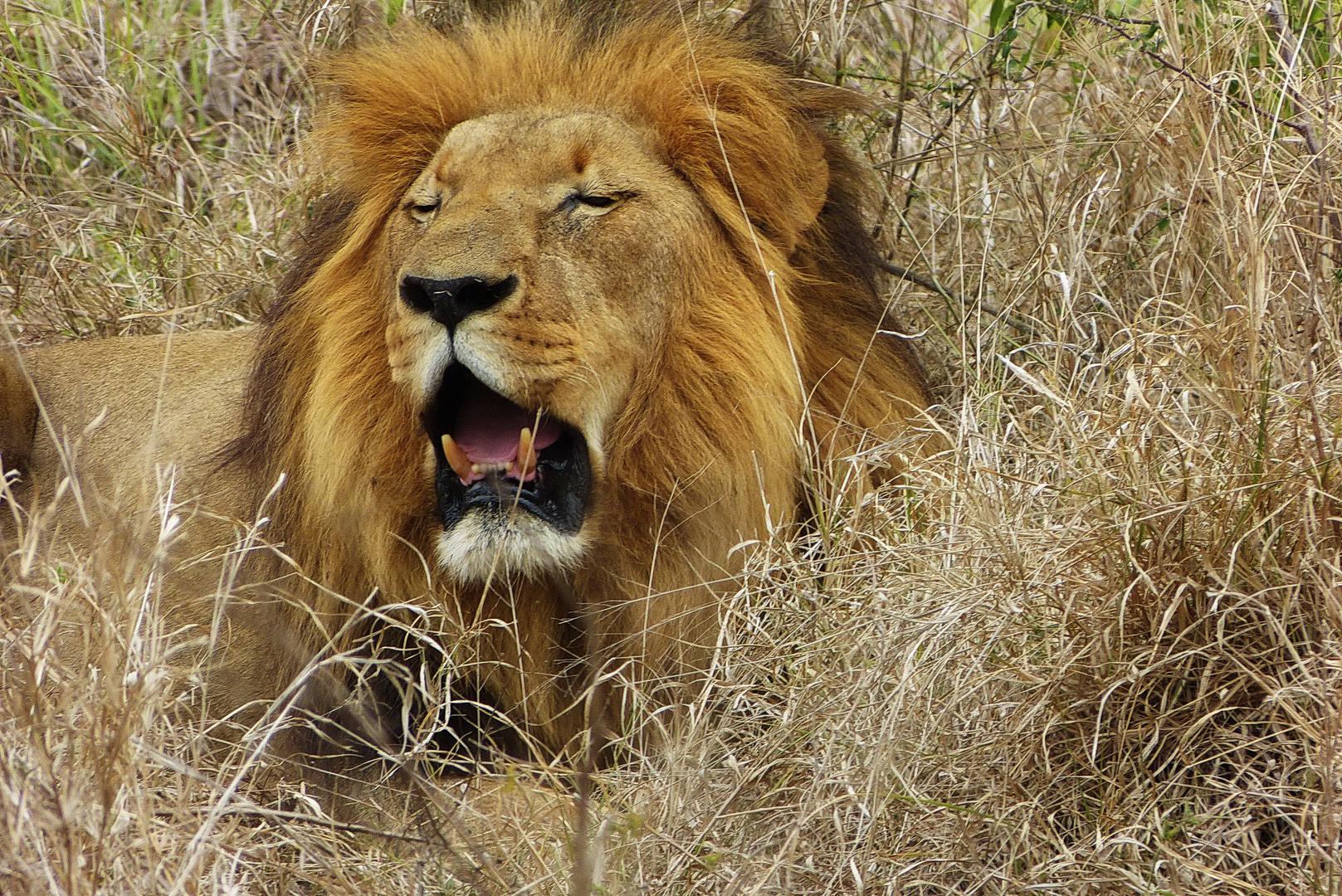 Faul und müde, Swaziland, Wildlife