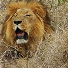 Faul und müde, Swaziland, Wildlife
