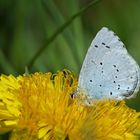 Faulbaum-Bläuling auf Butterblume