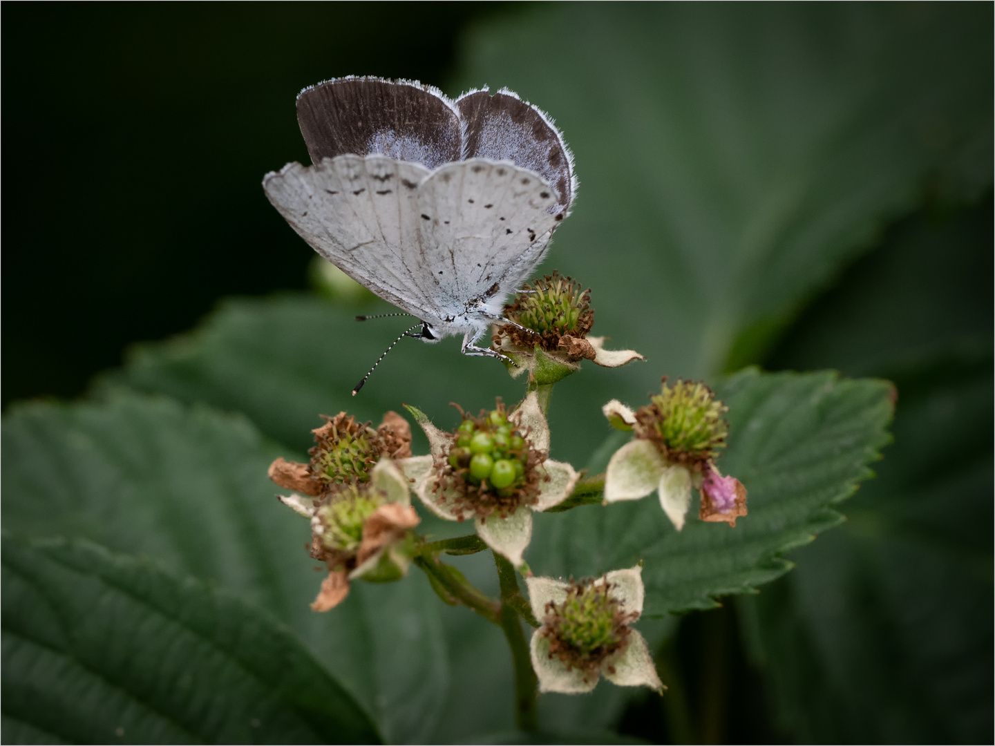 Faulbaum-Bläuling auf einer Brombeerblüte  .....