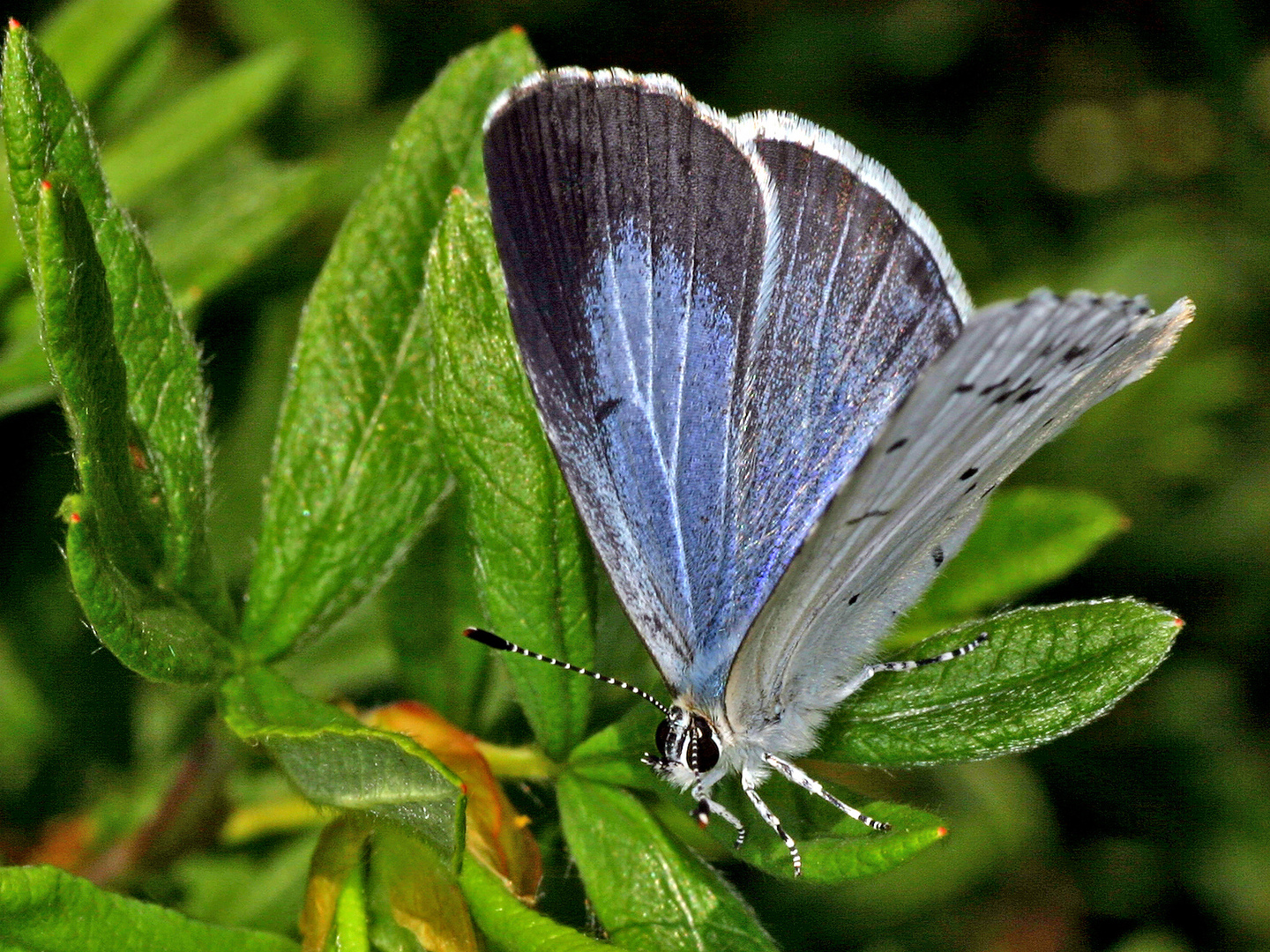 Faulbaum-Bläuling (Celastrina argiolus)....