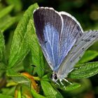 Faulbaum-Bläuling (Celastrina argiolus)....