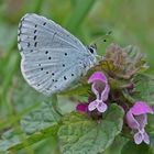 Faulbaum-Bläuling (Celastrina argiolus)