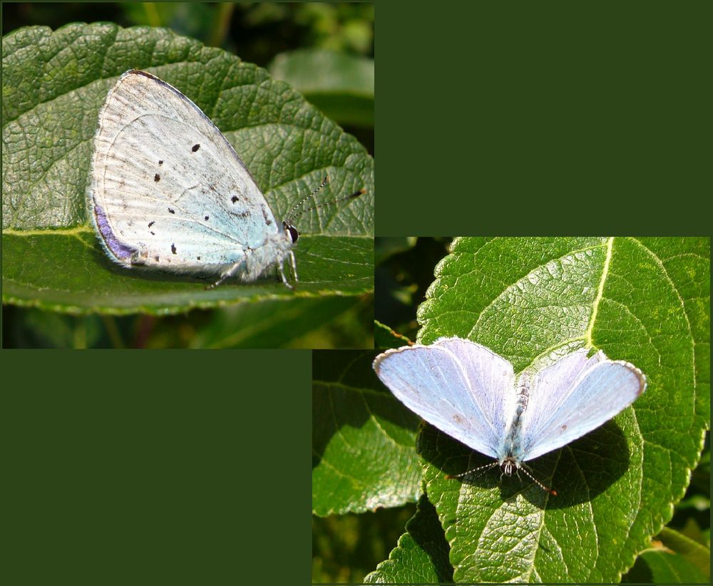 Faulbaum-Bläuling (Celastrina argiolus) - 2 Ansichten