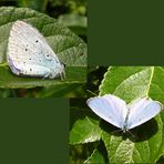 Faulbaum-Bläuling (Celastrina argiolus) - 2 Ansichten