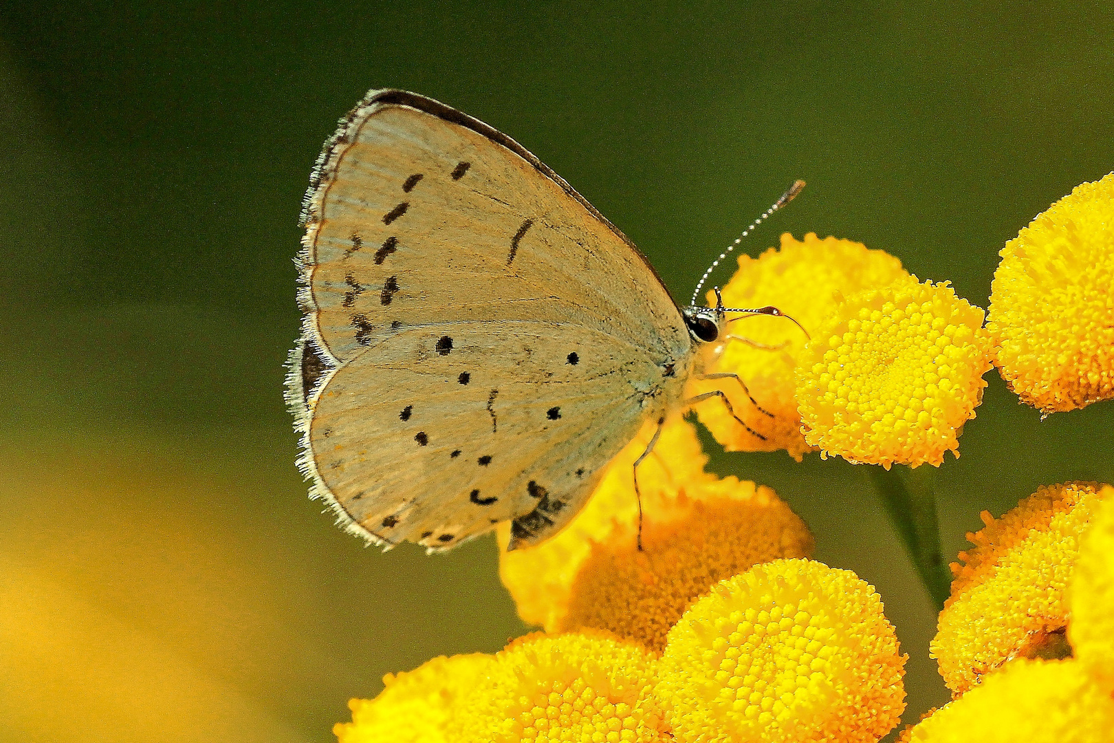 Faulbaum-Bläuling (Celastrina argiolus)