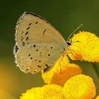 Faulbaum-Bläuling (Celastrina argiolus)