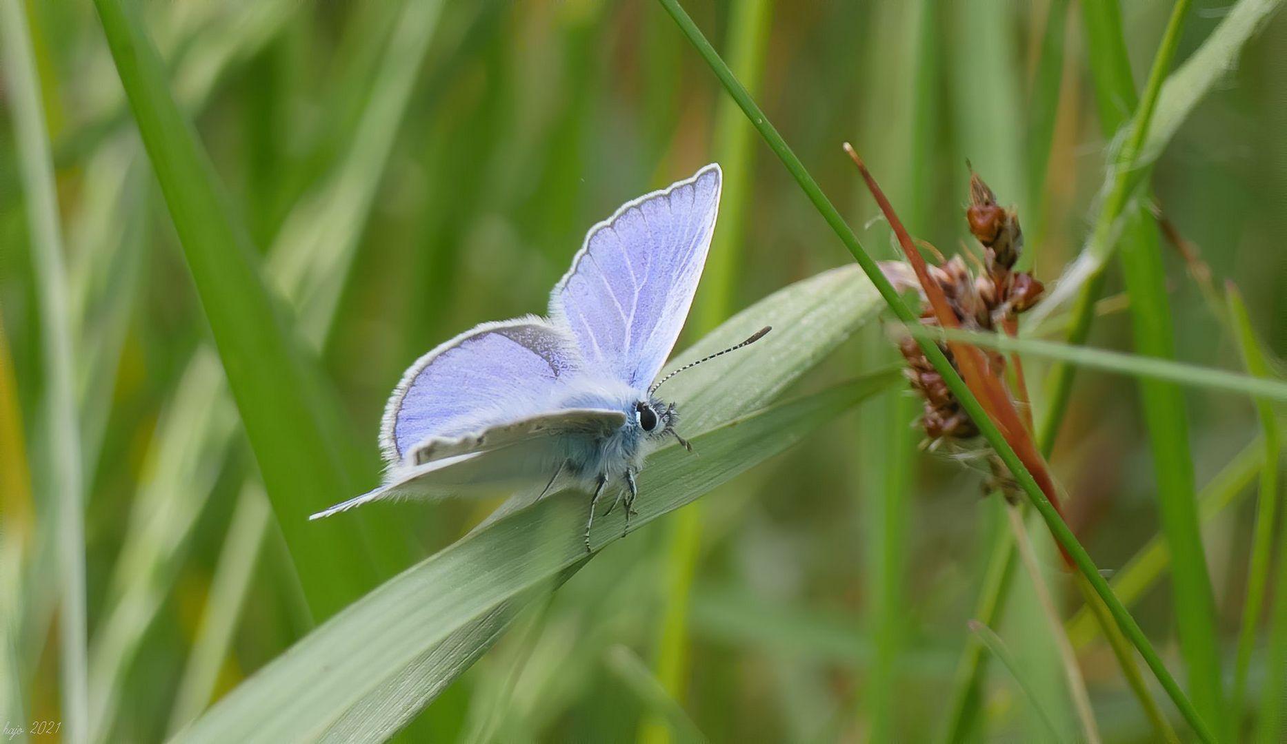 * Faulbaum-Bläuling (Celastrina argiolus)*