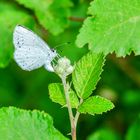 Faulbaum-Bläuling (Celastrina argiolus)