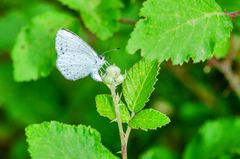 Faulbaum-Bläuling (Celastrina argiolus)