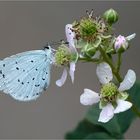 Faulbaum-Bläuling - Celastrina argiolus -  .....