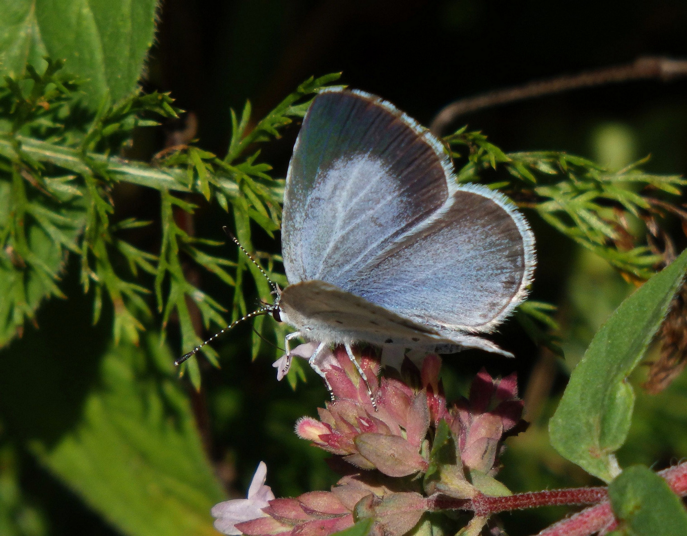 Faulbaum-Bläuling (Celastrina argiolus)