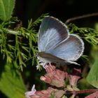 Faulbaum-Bläuling (Celastrina argiolus)