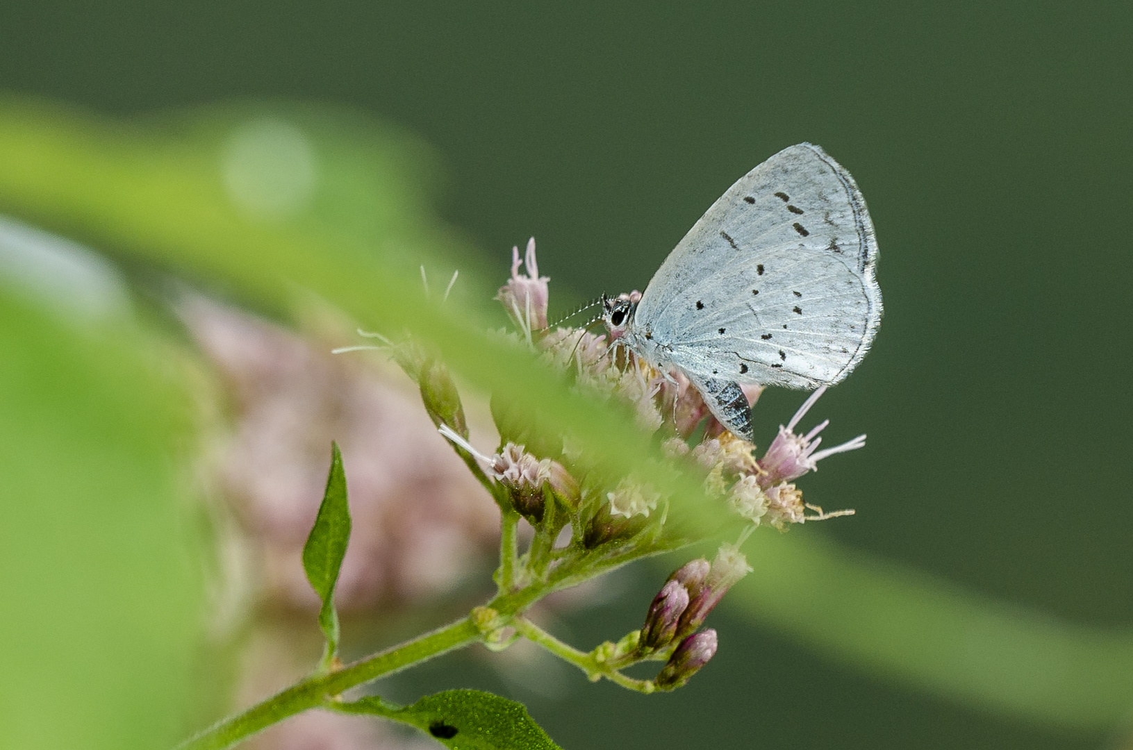 Faulbaum-Bläuling (Celastrina argiolus)